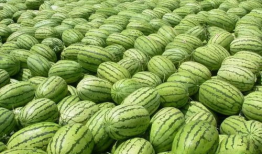 绯绯吃瓜爆料在哪里,揭秘娱乐圈幕后真相